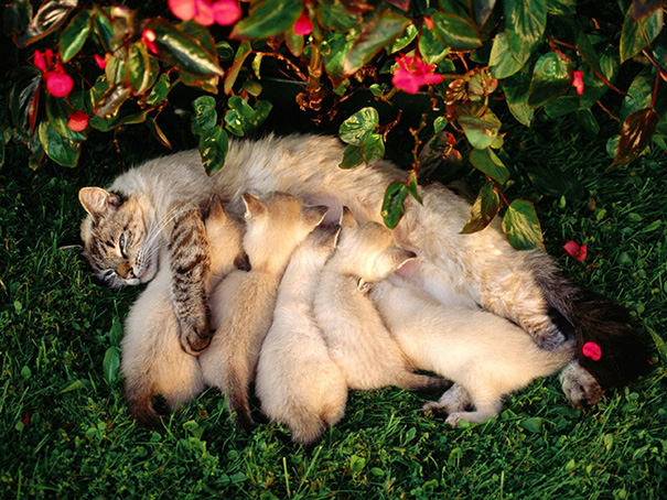 Cat With Kittens
