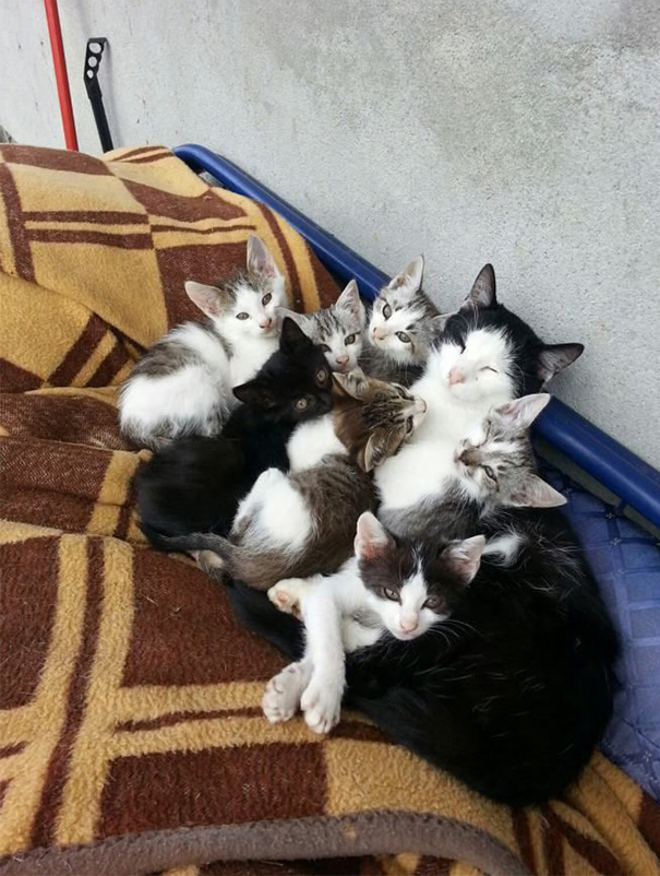 The Most Amazing Cat Family I Ever Saw