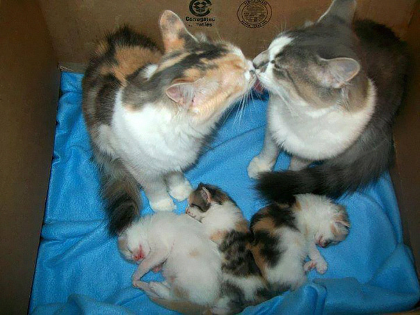 Mommy And Daddy Cat With Their Kittens