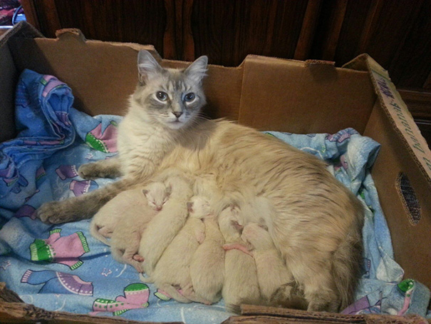 We Brought In A Stray Cat, Two Months Later She Had Babies