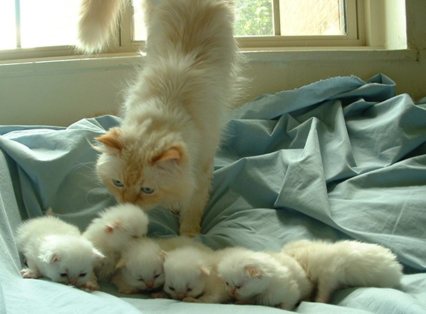 Cat With Her Kittens