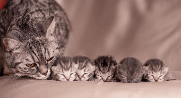 Mother Cat With Her Kittens