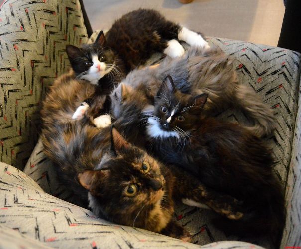 Gorgeous Cat Mom And Her Three Kittens