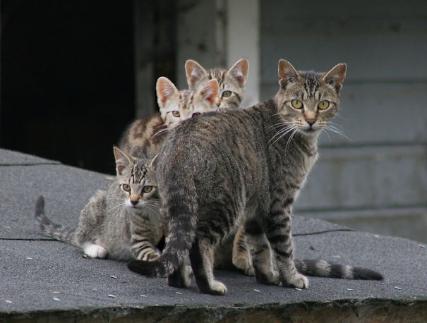 Feral Cat Mom And 3 Kittens