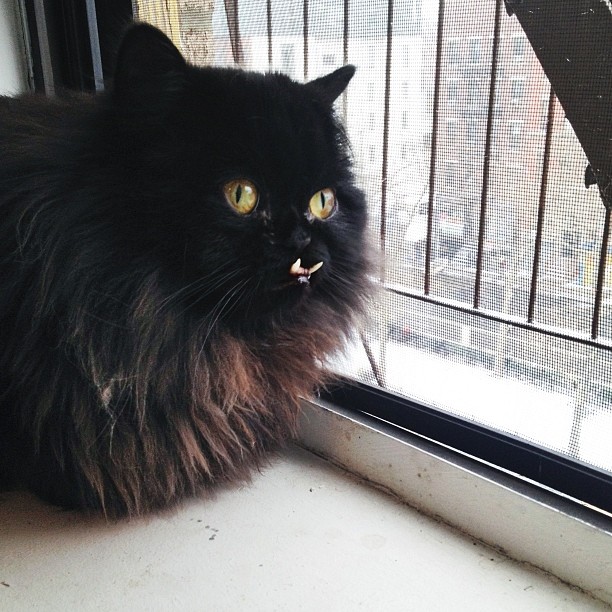 Meet Princess Monster Truck, A Poor Cat That Was Rescued From The Streets