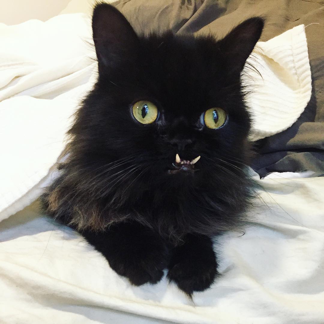 Meet Princess Monster Truck, A Poor Cat That Was Rescued From The Streets