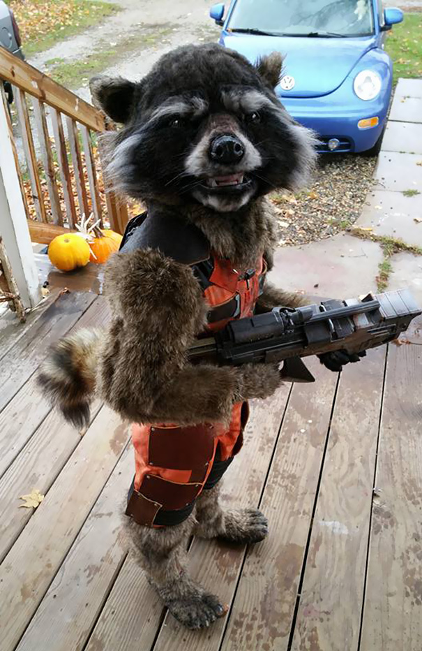 Rocket raccoon costume