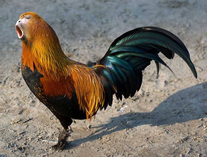 A strange animal hybrid featuring a rooster with a monkey's head, created in Photoshop.