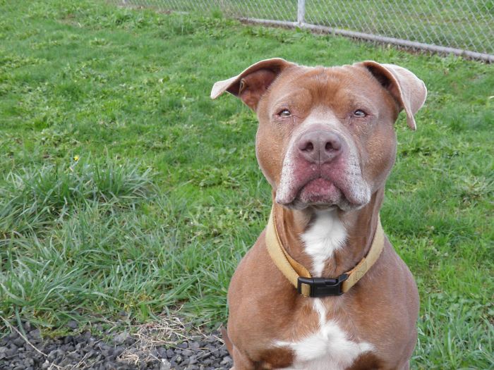 Sam The Dog Has Spent A Year In A Shelter And Dreams Of Moving Out
