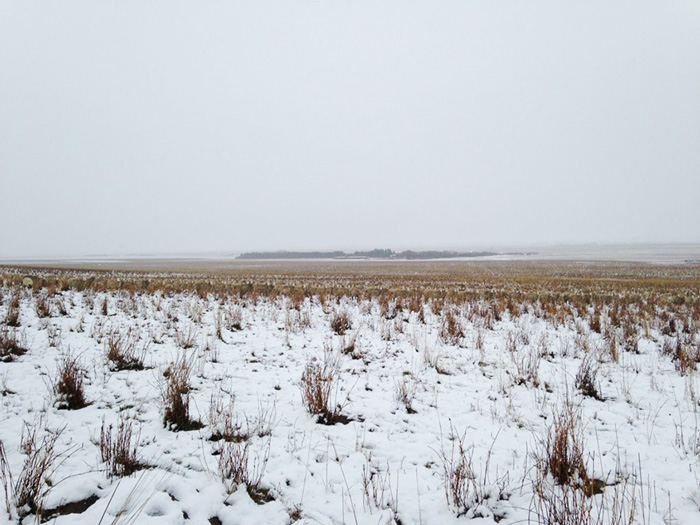 sheep-camouflaged-field-pilgrim-farms-liezel-kennedy-1