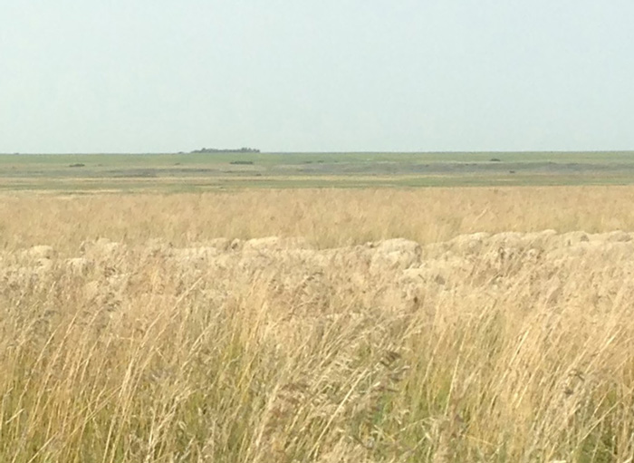 sheep-camouflaged-field-pilgrim-farms-liezel-kennedy-5
