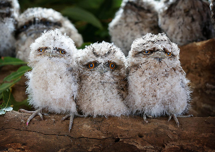 The World’s Cutest Owl Look-Alike Is The Tawny Frogmouth (32 Pics)
