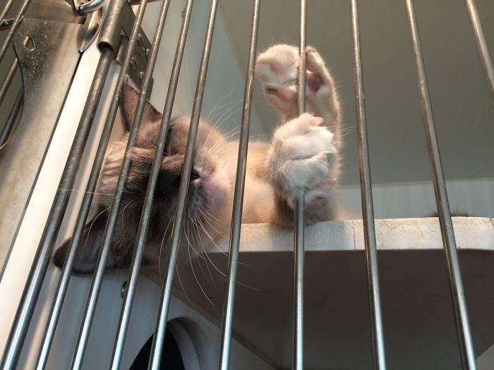 The Cutest Rescue Kitten, Charlie!