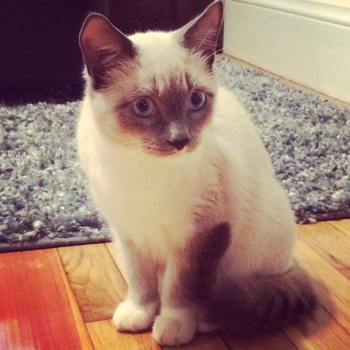 The Cutest Rescue Kitten, Charlie!