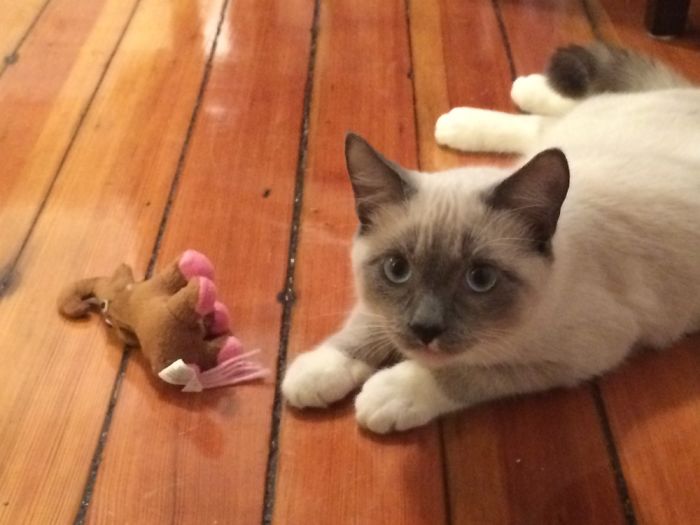 The Cutest Rescue Kitten, Charlie!