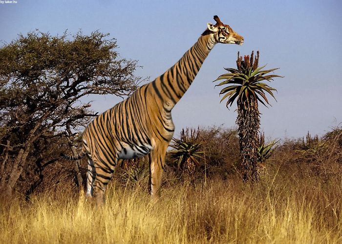 Strange animal hybrid of a giraffe and zebra in a savannah setting.