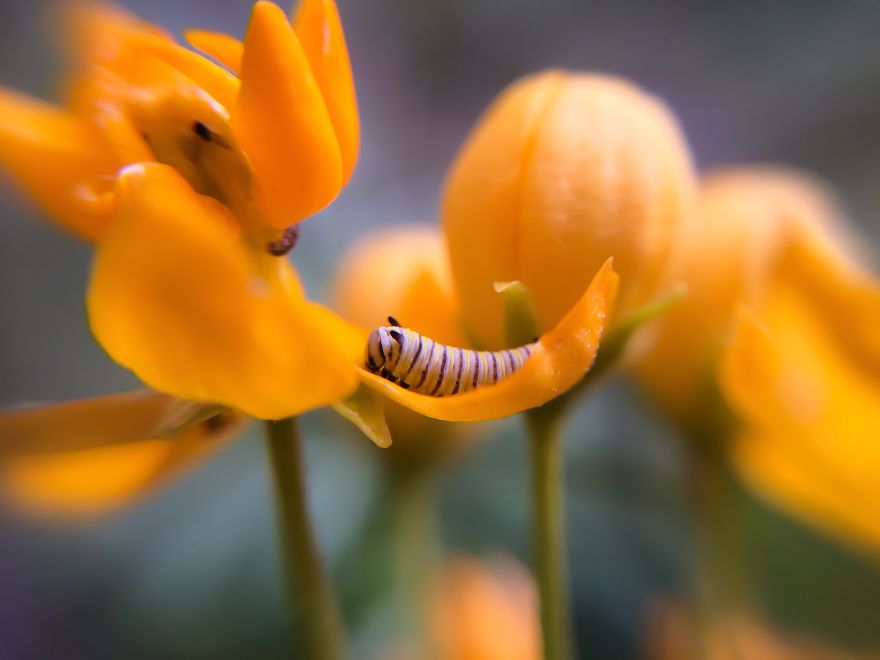 Tiny Caterpillar Resting In A Cozy Flower Bed