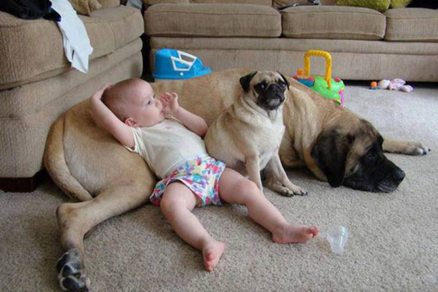 Too Funny: Enjoy Joyful Moments And It’s Really Quite Amusing Of Cute Baby And Naughty Dog