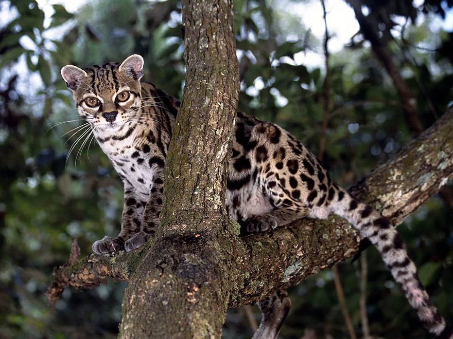 Margay Cat (Leopardus Wiedii)
