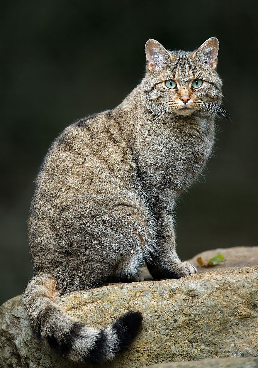 Wildcat (Felis Silvestris)