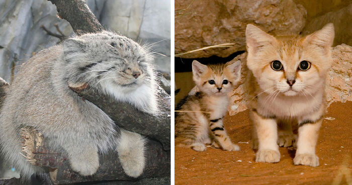 21 Rare Wild Cat Species You Probably Didn't Know Exist | Bored Panda