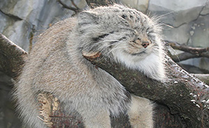 21 Rare Wild Cat Species You Probably Didn’t Know Exist