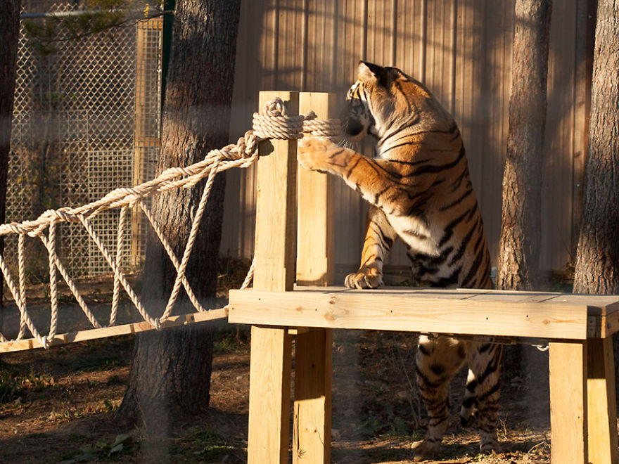 We Built An Indiana Jones Tiger Bridge For An Animal Sanctuary