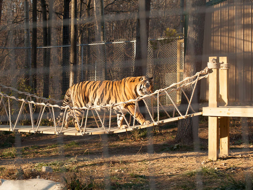 We Built An Indiana Jones Tiger Bridge For An Animal Sanctuary