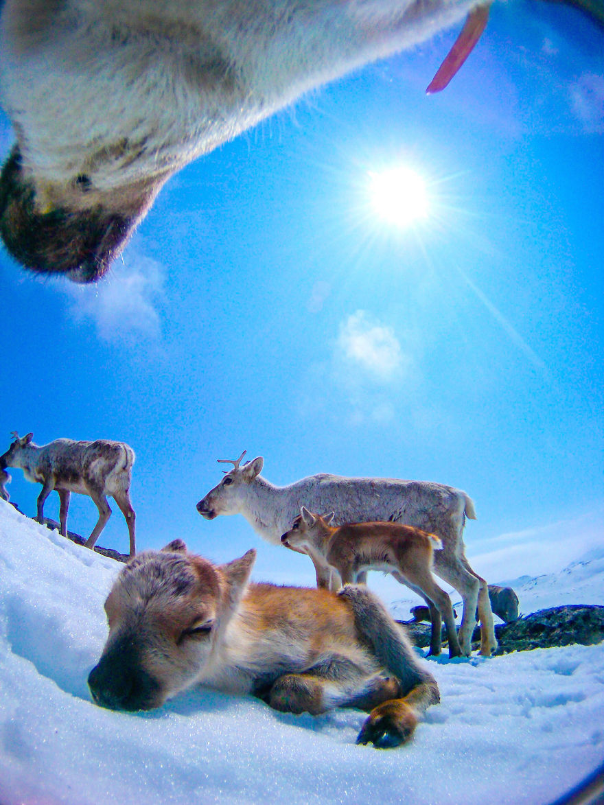 What Happens When You Give A Reindeer A Camera