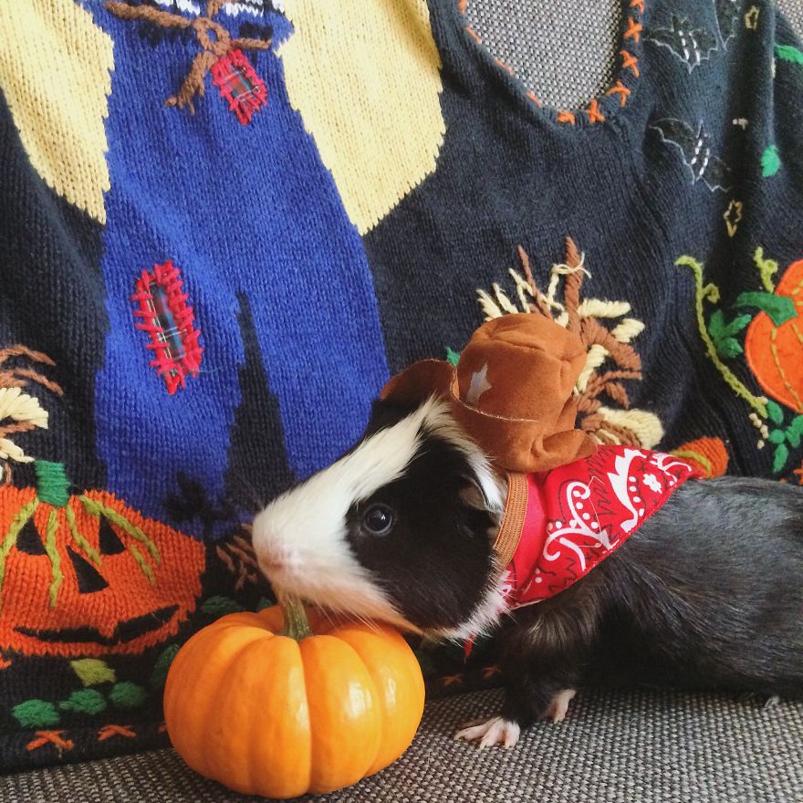When A Guinea Pig Is Way More Photogenic Than Its Owner