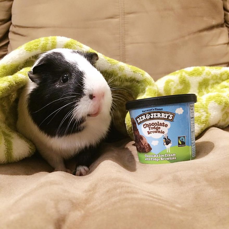 When A Guinea Pig Is Way More Photogenic Than Its Owner