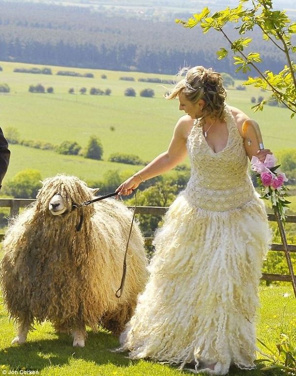 Sheeps Wool