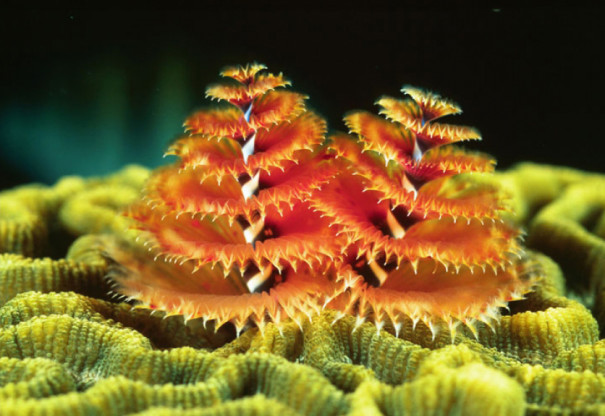 Too Cool: Marine Worms Look Like Christmas Trees