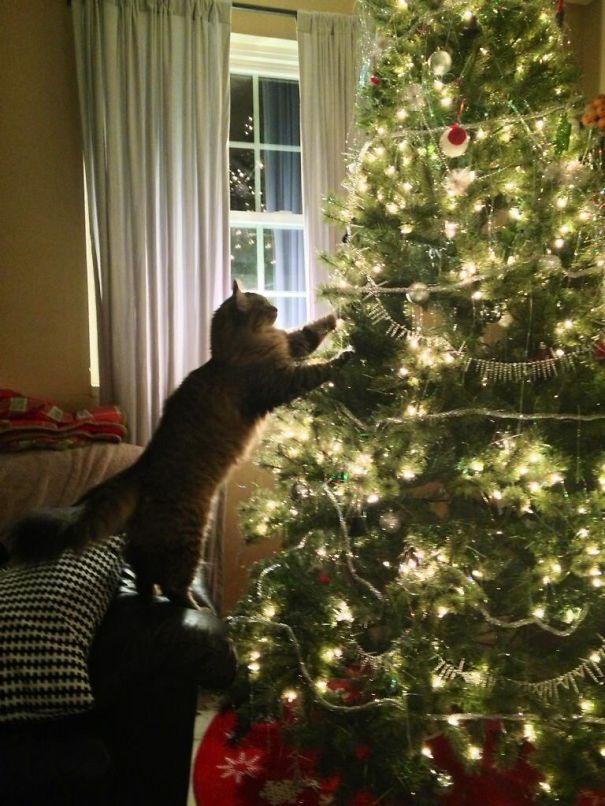 Kato Loves To Pull The Little Santa's Off The Tree!