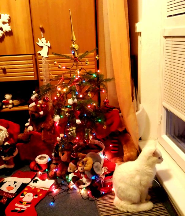 My Cat Albus Waiting For The Christmas.