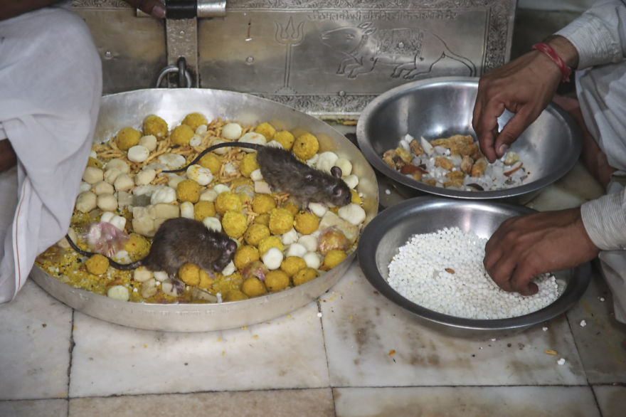 20,000 Rats Temple In India That I Visited Despite My Hygiene Worries
