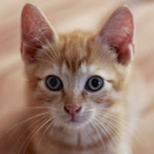 sheldonthecat