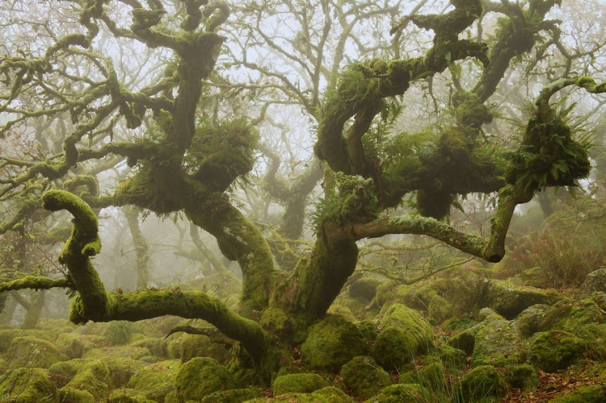 The Misty Wild Woods Of Dartmoor National Park, Devon, England