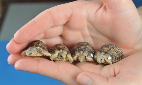 Cute Baby Egyptian Tortoises