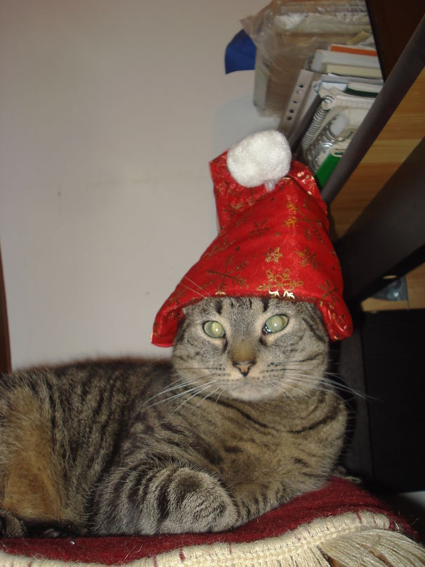 Santa Claus's Assistant Is Coming To Town. Meowy Christmas!