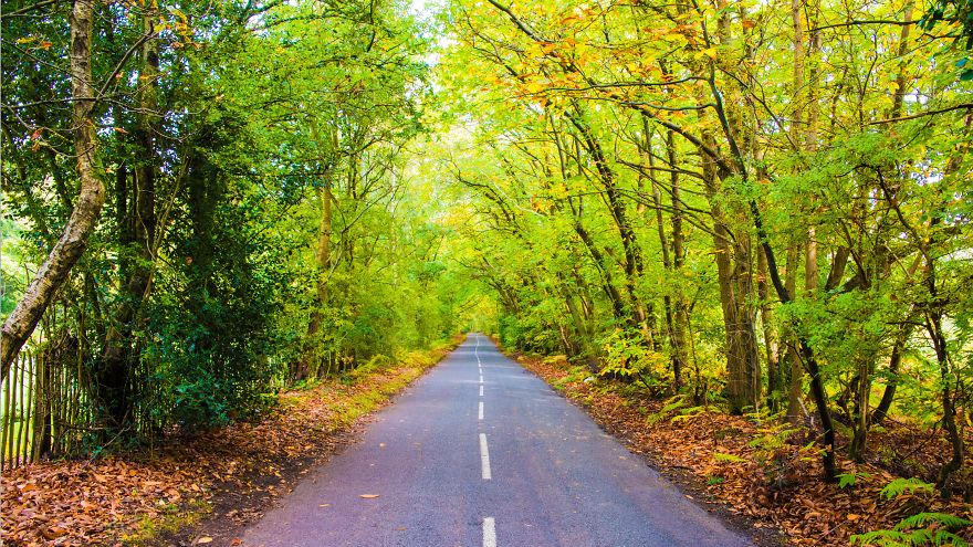 An English Country Road In Autumn. Taken Near Farnham, Hampshire.