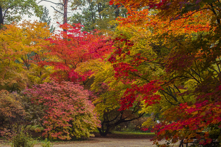Acers' Paradise In Poland