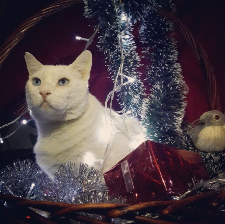 Happy Holidays From Top Model Perseus.