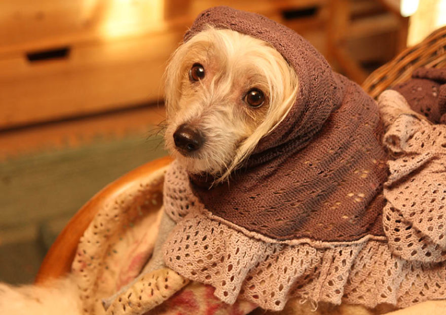 The Life And Adventures Of Leo, The Chinese Crested