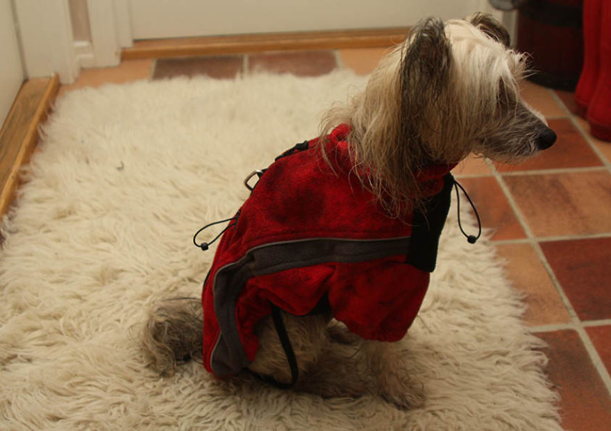 The Life And Adventures Of Leo, The Chinese Crested