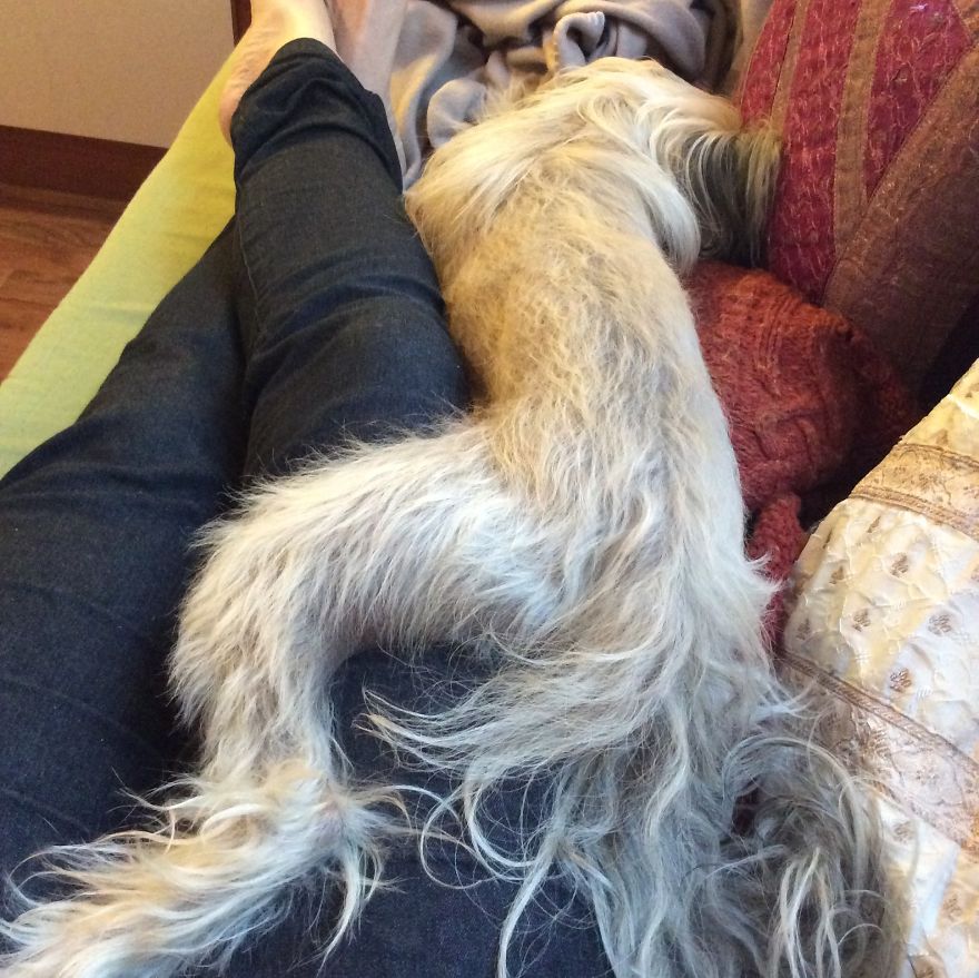 The Life And Adventures Of Leo, The Chinese Crested