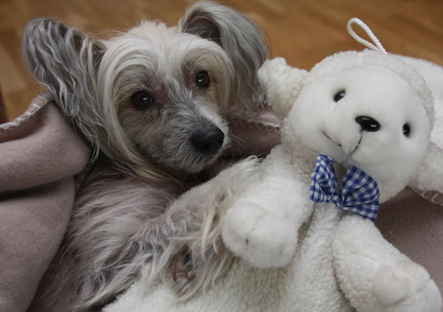 The Life And Adventures Of Leo, The Chinese Crested