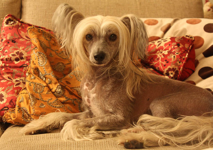 The Life And Adventures Of Leo, The Chinese Crested