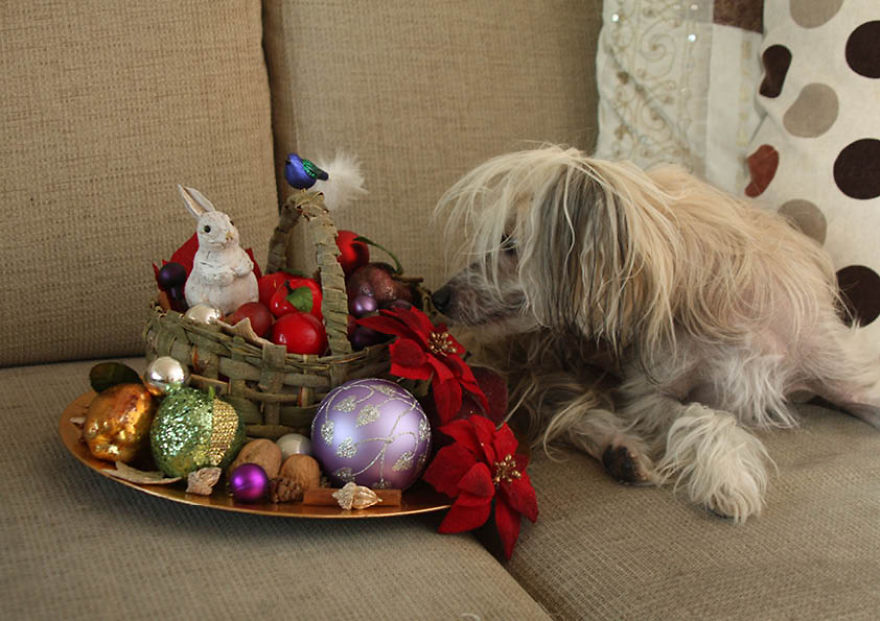 The Life And Adventures Of Leo, The Chinese Crested