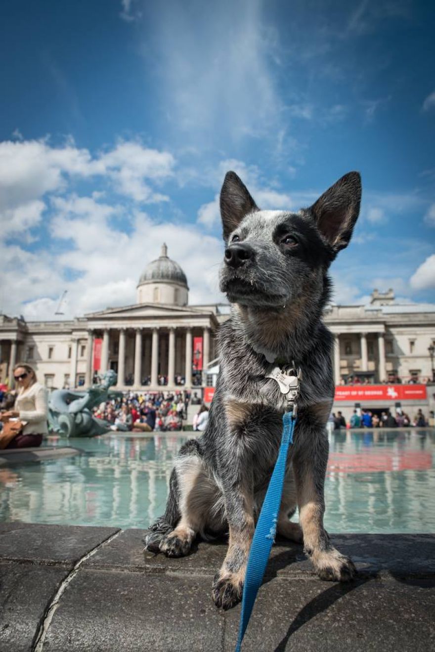 A Dog’s Life In London